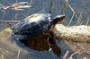 Turtle 1