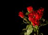 A bouquet of red roses