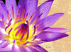 purple brilliance