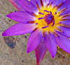 purple brilliance