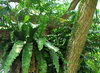 high-up tree ferns