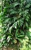 high-up tree ferns