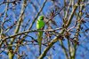 Green parrot in a tree