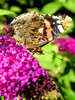 Red Admiral