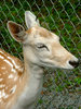 Fawn