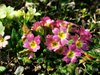 primroses