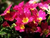 primroses