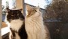 two cats