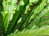 green fanning fronds