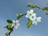 White blossom