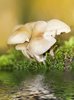 Mushrooms