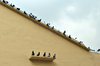 pigeon presence