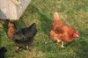 Hens