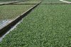 Watercress beds