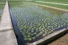 Watercress beds