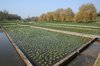 Watercress beds