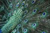 Peacock tail