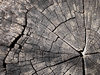Tree Ring