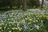 Spring flowers