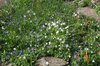Rockery garden