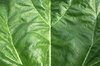 Green leaf texture