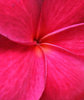 scarlet frangipani