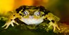 Macho frog