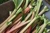 Fresh rhubarb