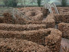 Beech maze