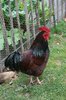 Cock