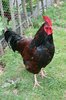 Cock
