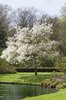 Park tree