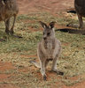 mammal