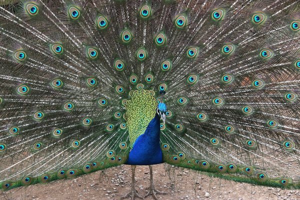 The Full Monty: Male peacock in full display.