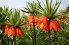 Imperial fritillary