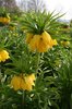 Imperial fritillary