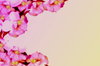Floral Border New 1