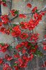 Chaenomeles flowers