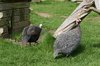 Guinea fowl