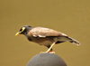 inquisitive myna