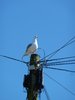 Seagulls nest