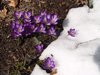 Springs Promise