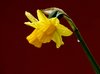 Daffodils