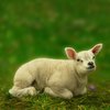 Lamb