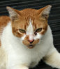 relaxed alley cat