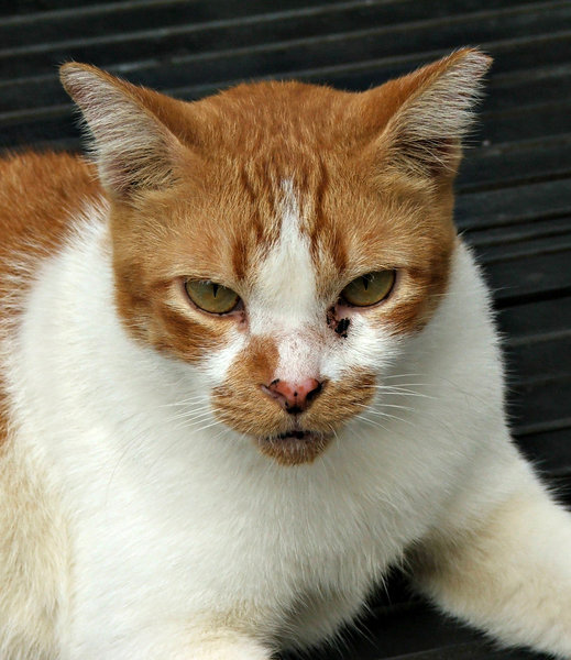 Free stock photos Rgbstock Free stock images relaxed alley cat