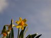 Daffodils