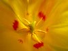 Red yellow Tulip