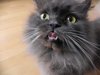 my cat
