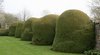 Abstract topiary